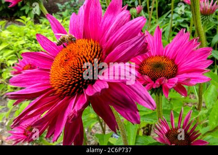 Fleur de corégolée violette Echinacea JS Roho fleurs abeille sur une fleur Banque D'Images