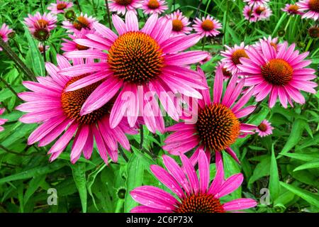 Fleur pourpre Echinacea JS Roho fleurs de juillet Banque D'Images