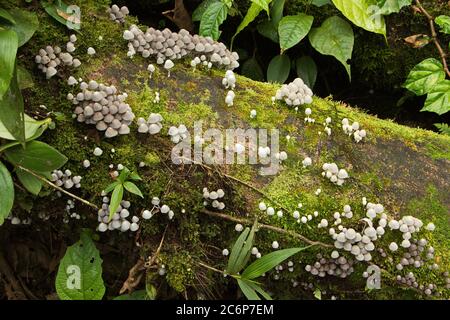 Petits champignons blancs en forme de cloche sur un arbre mort dans le Parque Nacional Volcan Tenorio au Costa Rica, en Amérique centrale Banque D'Images