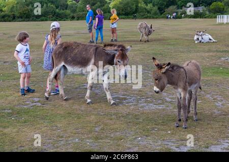 New Forest, Hampshire, Royaume-Uni. 11 juillet 2020. Météo au Royaume-Uni : les ânes profitent du soleil dans le parc national de New Forest avec les visiteurs. Crédit : Carolyn Jenkins/Alay Live News Banque D'Images