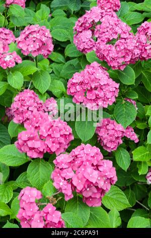 Hortensia rose Miss Hepburn Banque D'Images