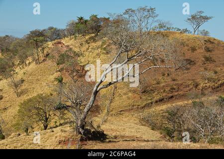 Paysage sur la route de Monteverde dans la province de Puntarenas au Costa Rica, Amérique centrale Banque D'Images