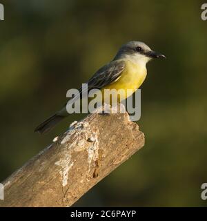 Kingbird tropical à Rio Tarcoles près de Tarcoles au Costa Rica, en Amérique centrale Banque D'Images