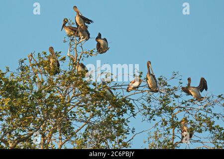 Pélicans bruns sur un arbre à Rio Tarcoles près de Tarcoles au Costa Rica, en Amérique centrale Banque D'Images