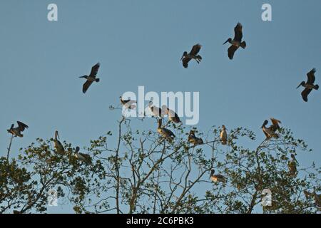 Pélicans bruns sur un arbre à Rio Tarcoles près de Tarcoles au Costa Rica, en Amérique centrale Banque D'Images
