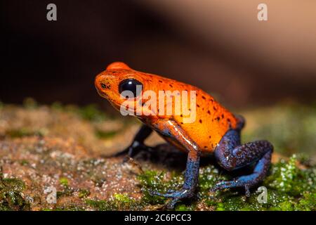 Blue-jeans grenouille ou fraise poison-dart grenouille (Dendrobates pumilio), Frogs Heaven, Limon, Costa Rica Banque D'Images