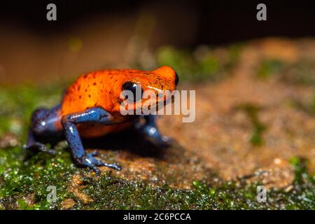 Blue-jeans grenouille ou fraise poison-dart grenouille (Dendrobates pumilio), Frogs Heaven, Limon, Costa Rica Banque D'Images