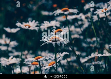 Terrain d'été avec petites pâquerettes blanches en Europe. Jolies fleurs en été avec fond noir Banque D'Images