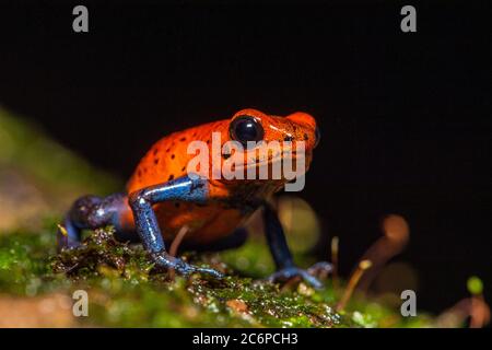 Blue-jeans grenouille ou fraise poison-dart grenouille (Dendrobates pumilio), Frogs Heaven, Limon, Costa Rica Banque D'Images