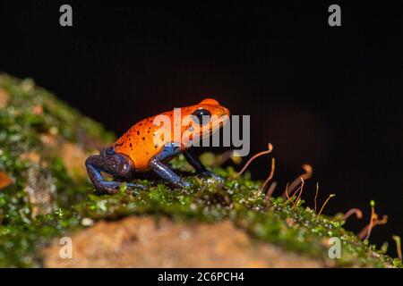 Blue-jeans grenouille ou fraise poison-dart grenouille (Dendrobates pumilio), Frogs Heaven, Limon, Costa Rica Banque D'Images