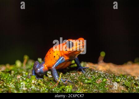 Blue-jeans grenouille ou fraise poison-dart grenouille (Dendrobates pumilio), Frogs Heaven, Limon, Costa Rica Banque D'Images