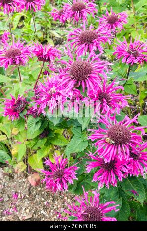 Violet Monarda « sans abeille » Banque D'Images