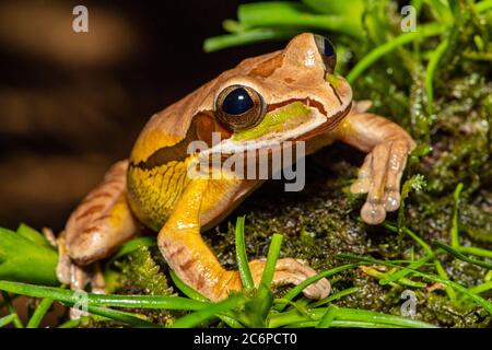 Grenouille d'arbre masquée (Smilisca phaeota), Froms Heaven, Limon, Costa Rica Banque D'Images