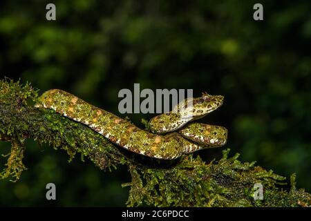 Vipère de cils (Bothriechits schlegelii), Laguna del lagarto, Alajuela, Costa Rica Banque D'Images