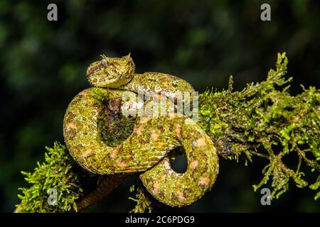 Vipère de cils (Bothriechits schlegelii), Laguna del lagarto, Alajuela, Costa Rica Banque D'Images