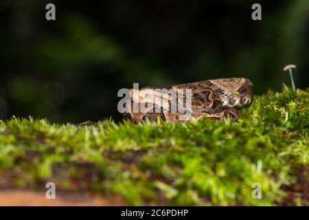 Fer-de-lance (Bothrops asper), Laguna del lagarto, Alajuela, Costa Rica Banque D'Images