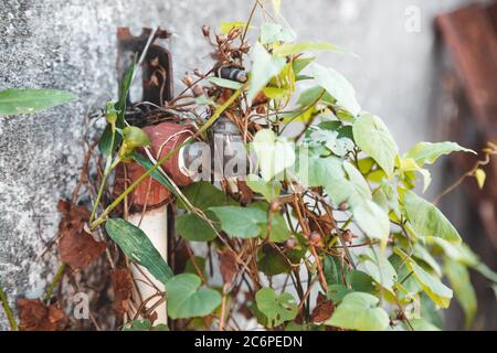 Une piaure en PVC et un robinet d'eau métallique extérieur couvert de plantes grimpantes Morning Glory (Ipomoea sp.) Banque D'Images