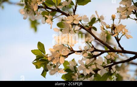 La cerise blanche s'épanouit contre le ciel bleu dans la lumière dorée du coucher du soleil Banque D'Images