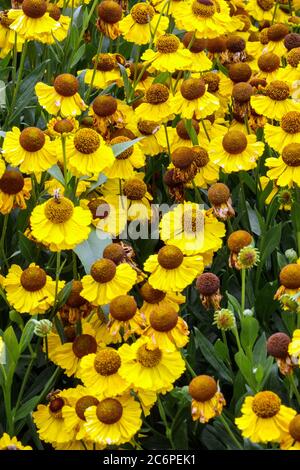 Helenium El dorado, un éternuement jaune Banque D'Images