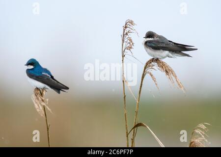 Hirondelle d'arbre (Tachycineta bicolor), refuge national de faune d'Anahuac, Texas, États-Unis Banque D'Images