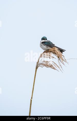 Hirondelle d'arbre (Tachycineta bicolor), refuge national de faune d'Anahuac, Texas, États-Unis Banque D'Images