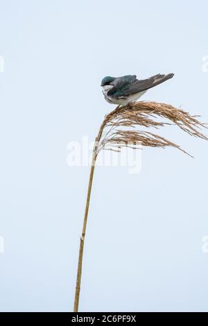 Hirondelle d'arbre (Tachycineta bicolor), refuge national de faune d'Anahuac, Texas, États-Unis Banque D'Images