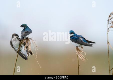 Hirondelle d'arbre (Tachycineta bicolor), refuge national de faune d'Anahuac, Texas, États-Unis Banque D'Images