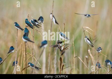 Hirondelle d'arbre (Tachycineta bicolor), refuge national de faune d'Anahuac, Texas, États-Unis Banque D'Images