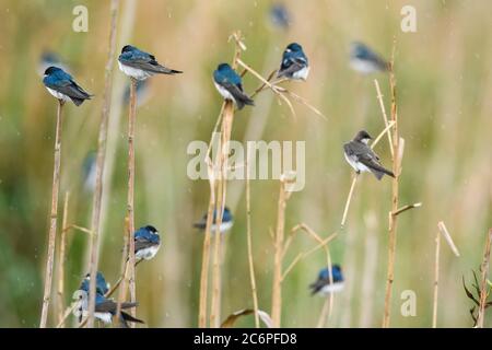Hirondelle d'arbre (Tachycineta bicolor), refuge national de faune d'Anahuac, Texas, États-Unis Banque D'Images