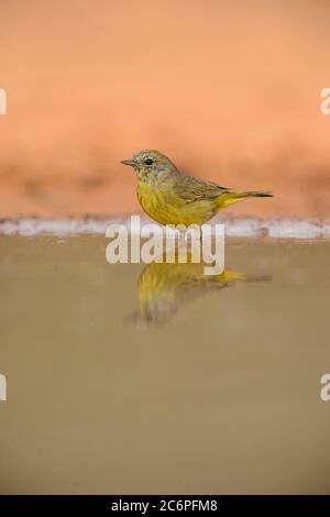 Paruline à couronne dorée (Basileuterus culicivorus), Santa Clara Ranch, Starr County, Texas, États-Unis Banque D'Images