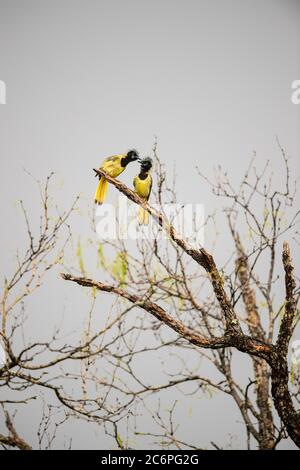 Green Jay (Cyanocorax yncas), Santa Clara Ranch, Starr County, Texas, États-Unis Banque D'Images