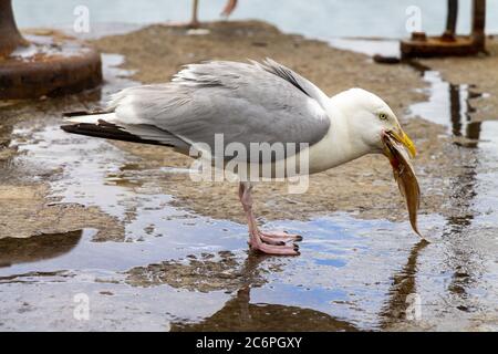 Goéland argenté Larus argentatus avalant des poissons morts Banque D'Images