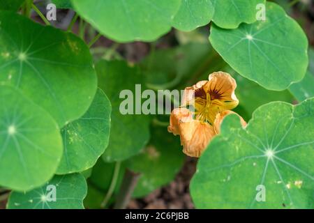 Jardin nasturtium fleuri, Tropaeolum majus Banque D'Images