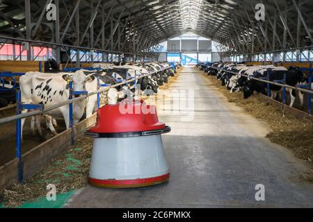 robot de poussée d'alimentation sur une ferme laitière avec des vaches. Le robot déplace le foin dans la production laitière Banque D'Images