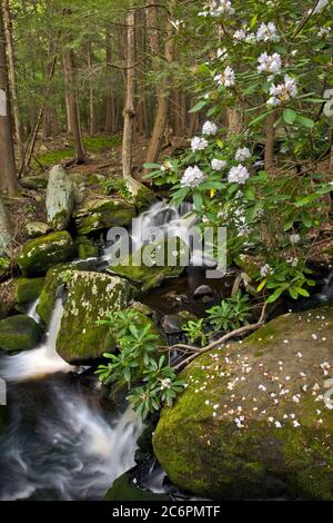 Rhododendron Blooming le long de Mullet Creek, Catskill Mountains, New York Banque D'Images