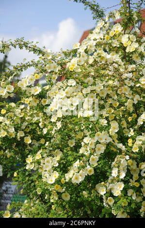 Chinesische Goldrose Rosa hugonis, hugonis rose rose or chinois Banque D'Images