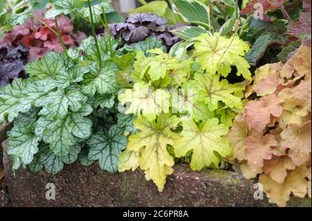 Heucherella × Heucherella Alabama Sunrise, Purpurgloeckchen Heuchera Green Spice, Purpurgloeckchen Heuchera Caramel, Heucherella × Heucherella Alabama Banque D'Images