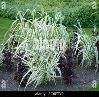 Pfahlrohr Arundo donax Variegata, Arundo donax Variegata roseau géante Banque D'Images