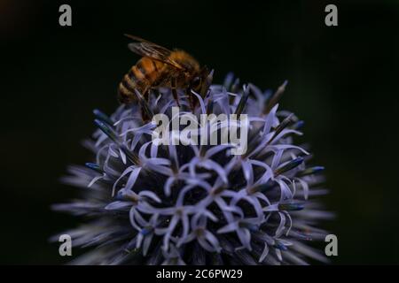 Occupé comme abeille. Macro d'une abeille sur un globe bleu Thistle. Arrière-plan bokeh sombre contrastant avec les sujets éclairés. Banque D'Images