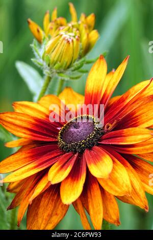 Orange Rudbeckia Cappuccino Bud Susan à yeux noirs Banque D'Images