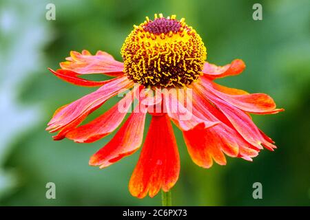Sneezeweed rouge, Helenium, Fleur d'Helen Banque D'Images