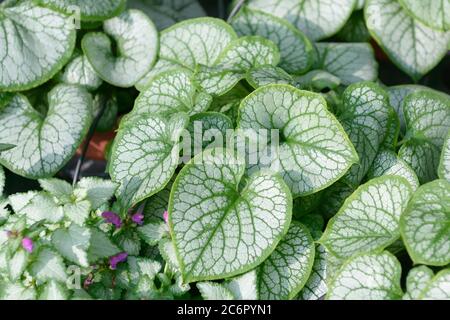 Kaukasusvergissmeinnicht Brunnera macrophylla Jack Frost, Caucase Vergissmeinnicht Brunnera macrophylla Jack Frost Banque D'Images