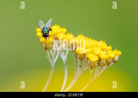 Gros plan de la petite mouche verte irridescente sur un groupe de têtes de fleurs jaunes vibrantes Banque D'Images
