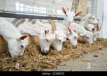 Les chèvres mangent du foin ou de l'herbe sur la ferme. Élevage de produits laitiers de chèvre Banque D'Images