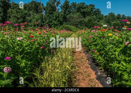 Des rangées de zinnies et de dahlias se mêlent dans un champ de ferme aux couleurs vives et vives au soleil estival Banque D'Images