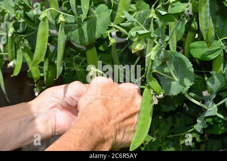 Le pois comestible est l'une des premières plantes cultivées est vert longue gousse lumineuse contient de petits fruits doux tendre si moissonné avant qu'ils n'atteignent la maturité Banque D'Images