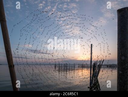 Beaucoup de moustiques coincés et pris dans le web araignée sur fond bleu ciel Albufera Valencia Banque D'Images