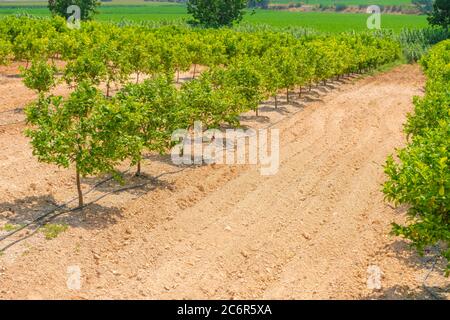 Des rangées d'orangers (Citrus Chinensis) poussant sur une ferme de plantation de fruits ou un verger biologique arrosé par système d'irrigation goutte à goutte dans Antalya chaude et sèche Banque D'Images