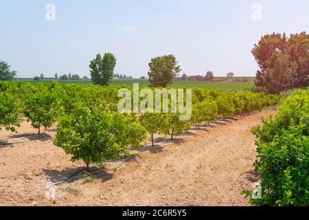 Des rangées d'orangers (Citrus Chinensis) poussant sur une ferme de plantation de fruits ou un verger biologique arrosé par système d'irrigation goutte à goutte dans Antalya chaude et sèche Banque D'Images