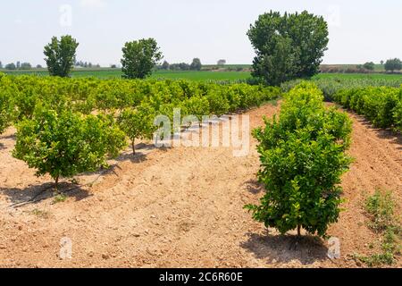 Des rangées d'orangers (Citrus Chinensis) poussant sur une ferme de plantation de fruits ou un verger biologique arrosé par système d'irrigation goutte à goutte dans Antalya chaude et sèche Banque D'Images